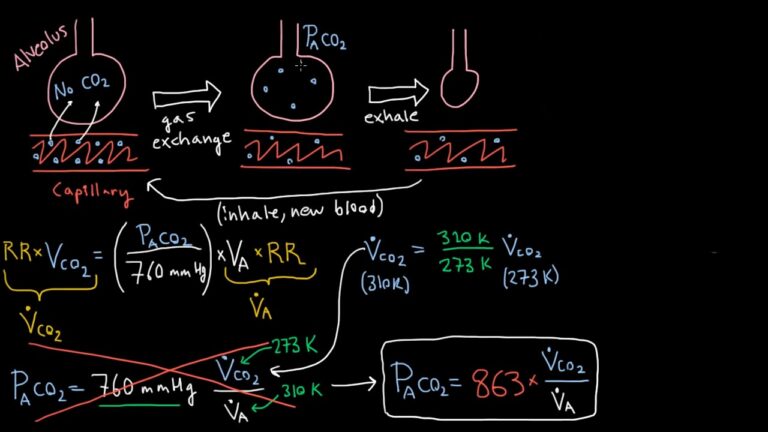 Alveolar Ventilation - How Your Lungs Exchange Oxygen and Carbon Dioxide