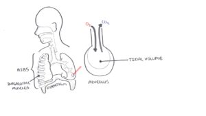 Lung Volumes - How They Impact Your Overall Health