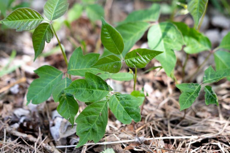 10 Best Home Remedies For Poison Ivy - Pathway Medicine